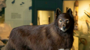 DNA study of famed US sled dog shows what made him so tough