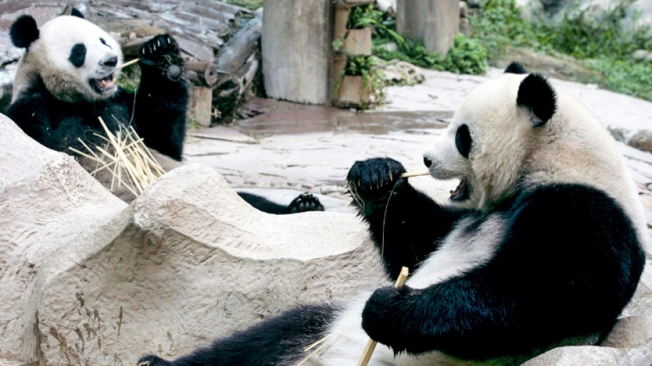 La Thaïlande pleure Lin Hui, sa chère panda morte à 21 ans