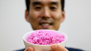 Cientistas sul-coreanos criam arroz com alta concentração de proteínas