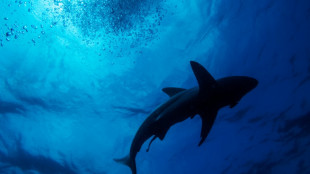 Global wildlife summit to vote on shark protections