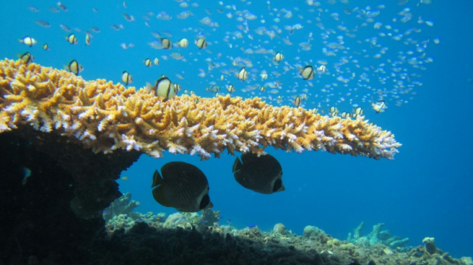 Coral bleaching causing 'unnecessary' fish fights