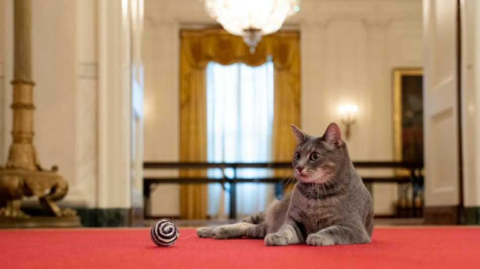 First Feline takes up residence in Biden White House