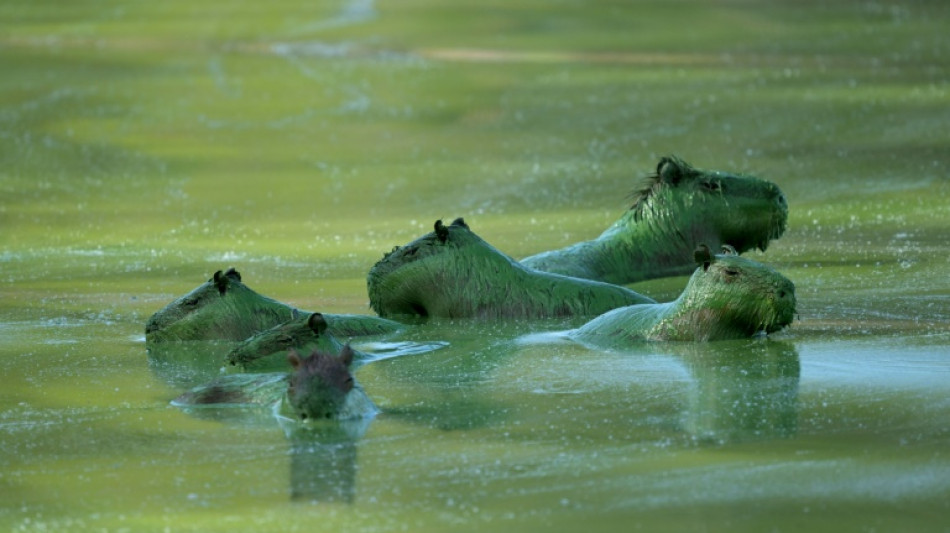 Carpinchos teñidos de verde por cianobacterias en la orilla argentina del río Uruguay