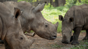 Rhinos killed, poachers arrested in S.Africa's Kruger Park