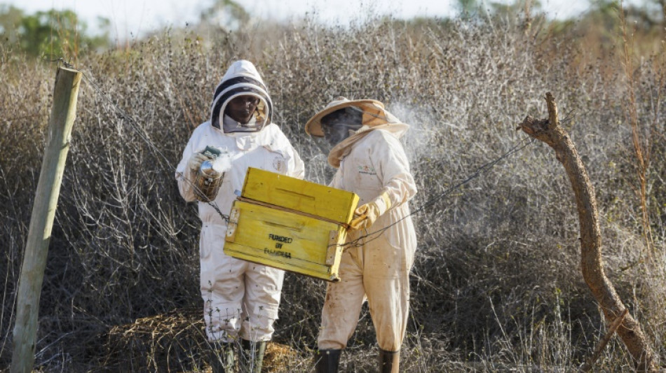 Au Kenya, les abeilles comme solution au conflit entre éléphants et êtres humains