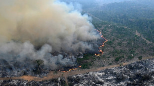 Amazon forest has lost an area the size of Germany and France