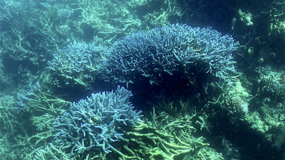 Australie: la Grande Barrière de corail victime d'un "vaste blanchissement"