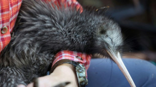 Il faut sauver le kiwi: la Nouvelle-Zélande se mobilise pour son oiseau emblématique