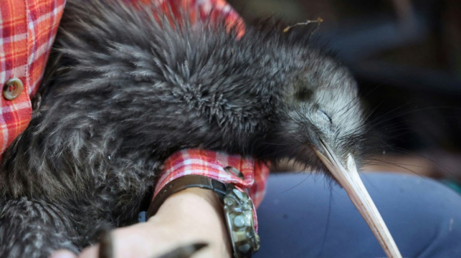 New Zealand fights to save its flightless national bird