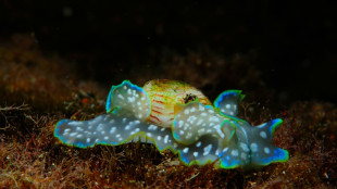 Dernière ligne droite pour l'élection du "Mollusque de l'année"