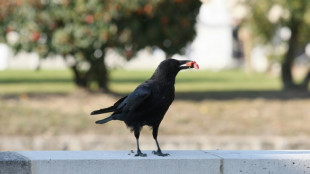 A Paris, cohabiter avec les corneilles, un animal "mal-aimé"