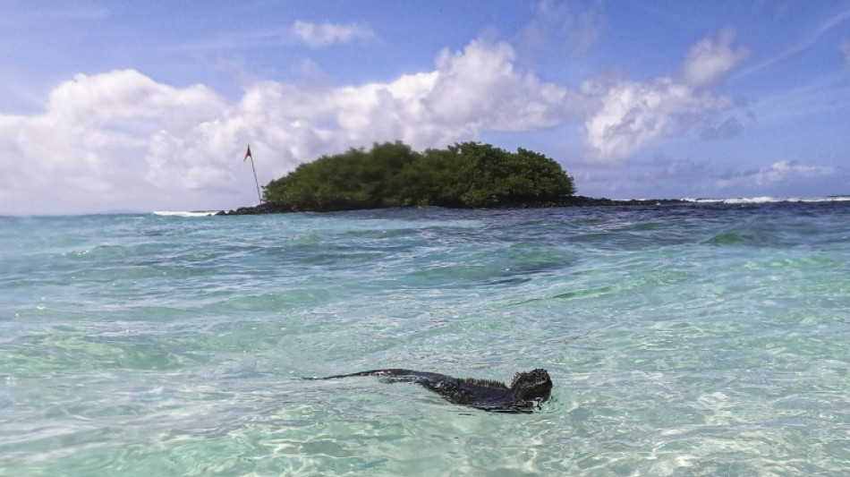 El Niño, la plus grande menace pour les espèces vulnérables des Galapagos