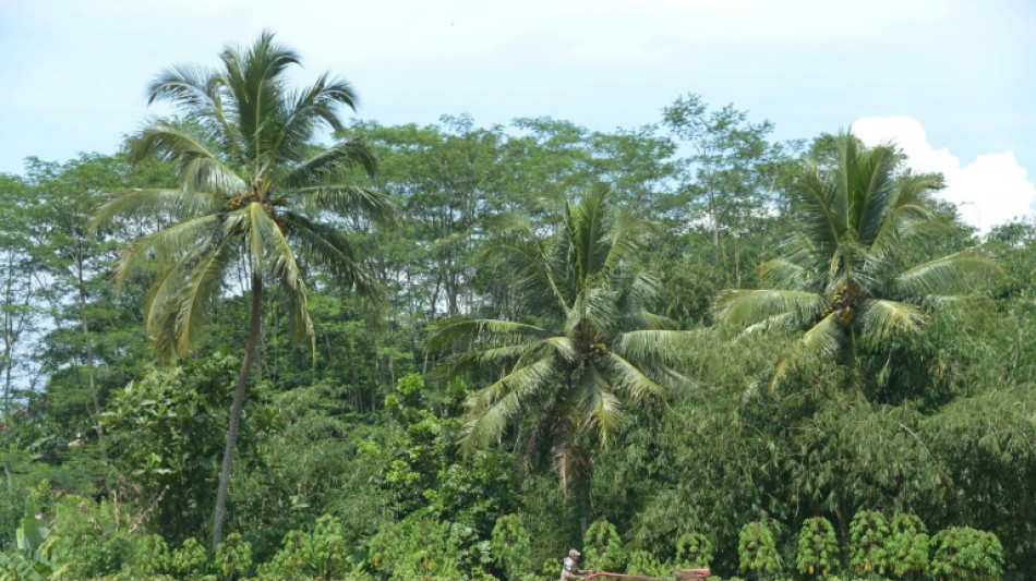 Dutzende Tote und hunderte Verletzte bei Erdbeben in Indonesien