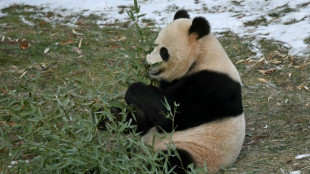 Pandas, like Trump, are back in Washington