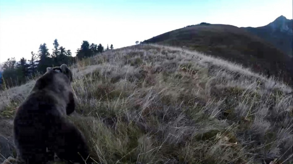 Piden cuatro meses de cárcel para un cazador que mató a una osa en Francia