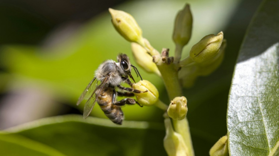 La naturaleza hace avanzar a la tecnología con brújulas inspiradas en insectos y robots pangolines