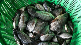 Thaïlande: un tribunal accepte une action de groupe dans une affaire de poisson envahissant