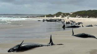 Australie: les autorités euthanasient des dizaines de dauphins échoués en Tasmanie