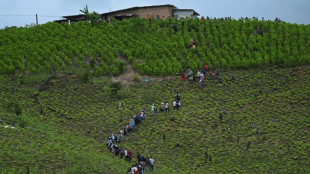 Cocaine Canyon: Inside Colombia's guerrilla-run micro-state