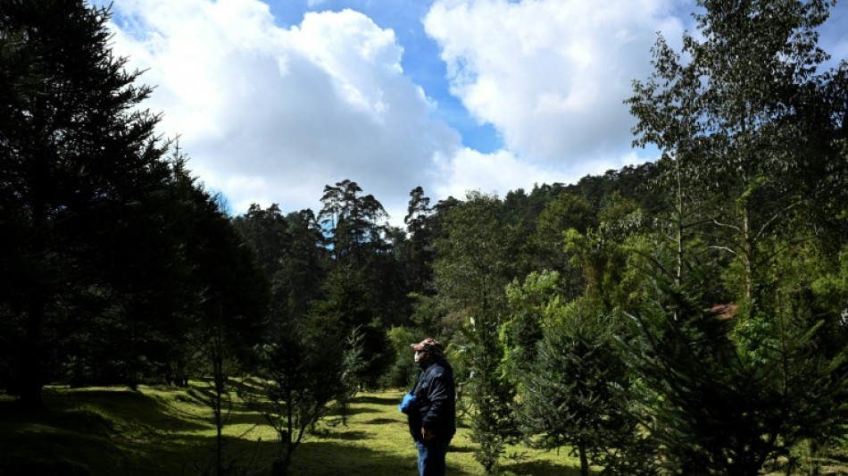 Le Guatemala se mobilise pour son "arbre de Noël" menacé d'extinction