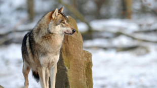 Le loup gris continue sa progression dans l'Hexagone