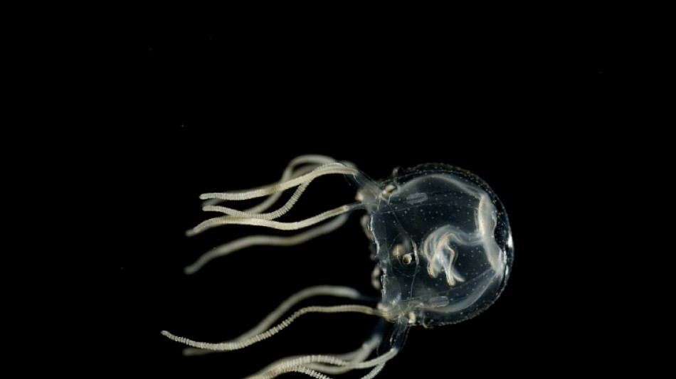 No brain, no problem: Tiny jellyfish can learn from experience