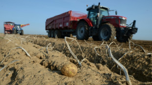 Rucola-Ernte mit Spritzmittel zerstört: Bauer muss fast 80.000 Euro zahlen