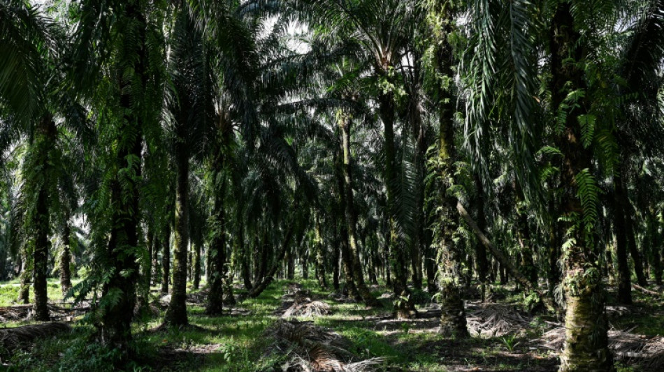 Bitter harvest: Malaysian palm oil farmers face labour crunch