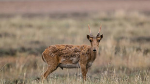 La UICN presenta la nueva lista roja de especies amenazadas en la COP28