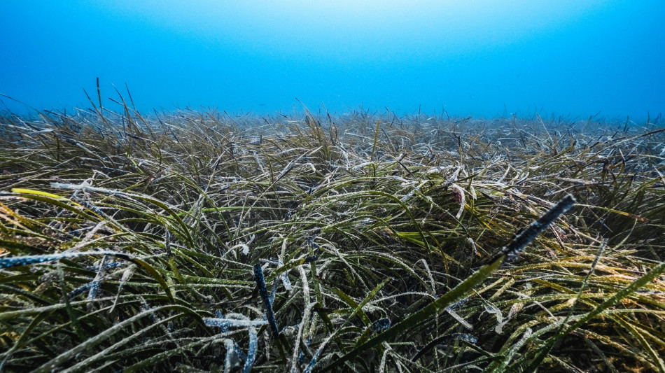 A rischio estinzione le foreste marine entro il 2100