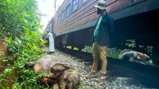 Au Sri Lanka, le lourd bilan des conflits entre éléphants et humains