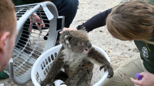 Australia prohíbe la tala de árboles en un bosque refugio de koalas