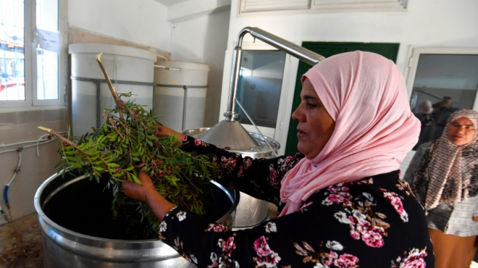 Tunisia women herb harvesters struggle with drought and heat