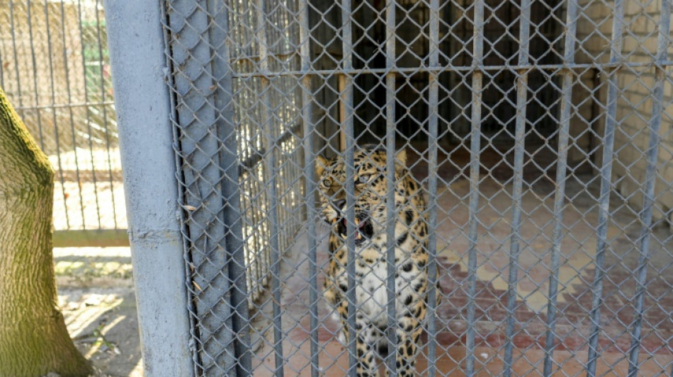 Ukraine's biggest zoo caught in the crossfire 