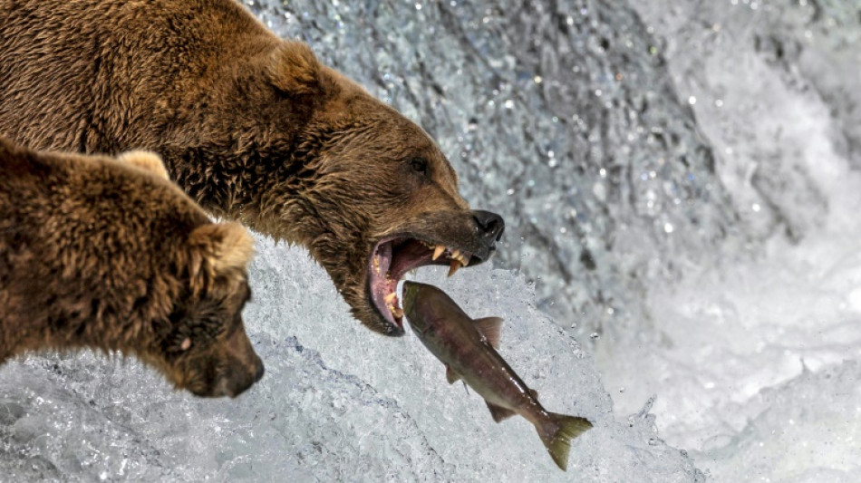 US voters weighing candidates for Fat Bear Week winner