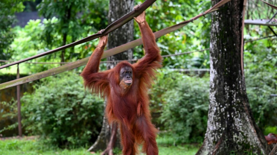 La Malaisie amende sa "diplomatie de l'orang-outan" en laissant les singes dans leur habitat naturel