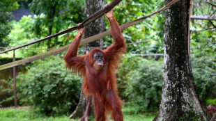 Malaysia rückt ab von Orang-Utan-Diplomatie: Adoptionsmöglichkeit statt Geschenk