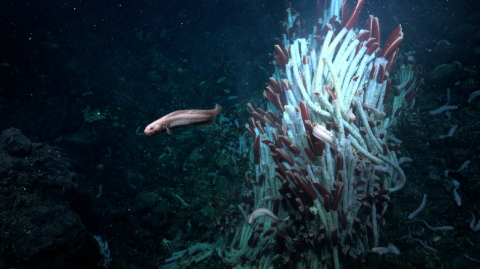 Worms and snails handle the pressure 2,500m below the Pacific surface