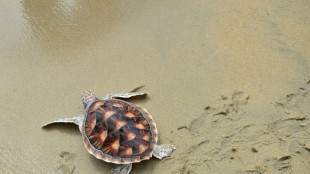 Drei geschmuggelte Schildkröten in Baden-Württemberg entdeckt