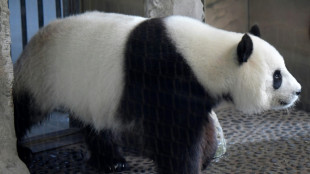 Panda-Weibchen Meng Meng in Berliner Zoo ist wieder schwanger